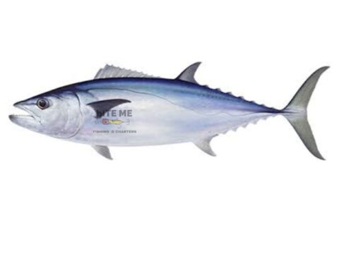 Dogtooth Tuna