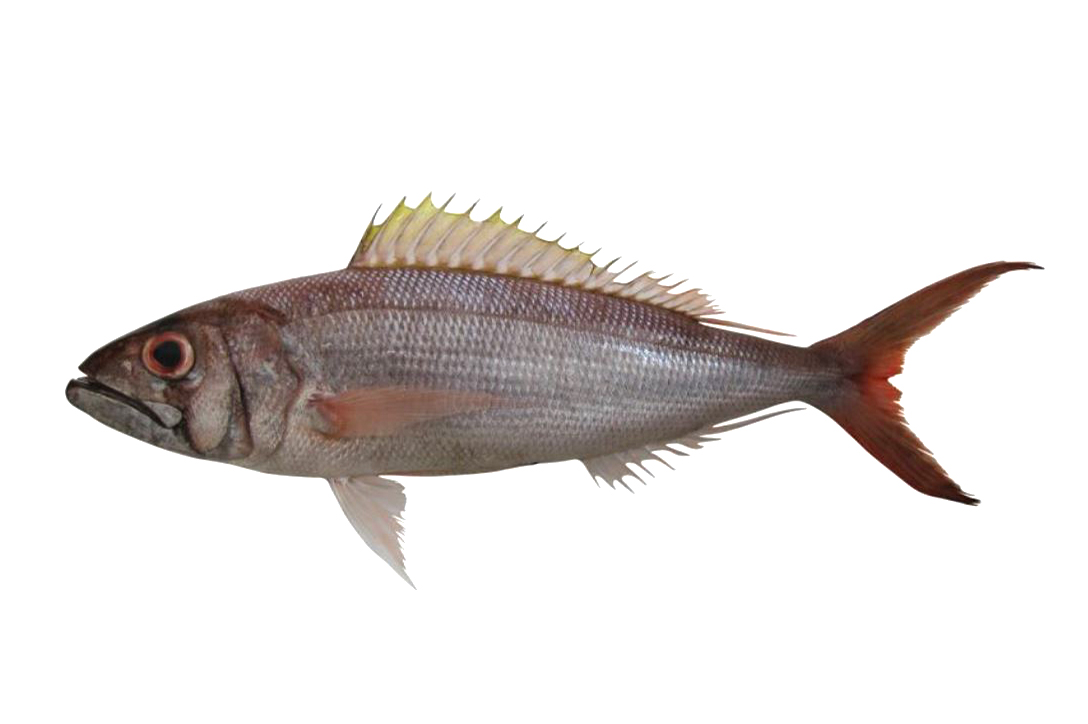 Rusty Jobfish